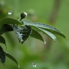 雨の雫