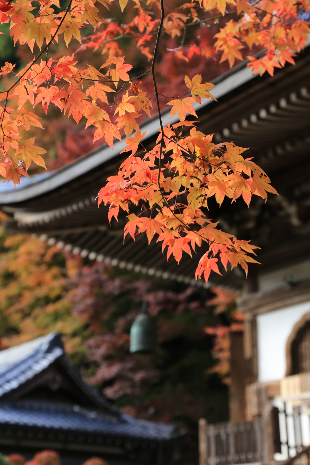 錦色の室生寺
