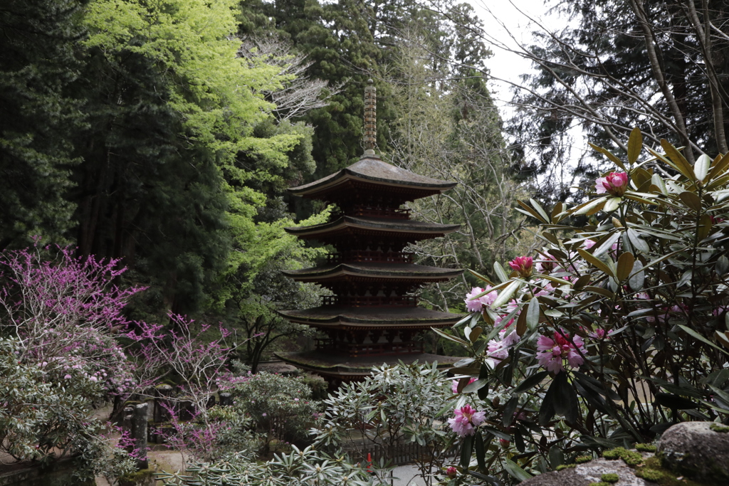 石楠花の寺