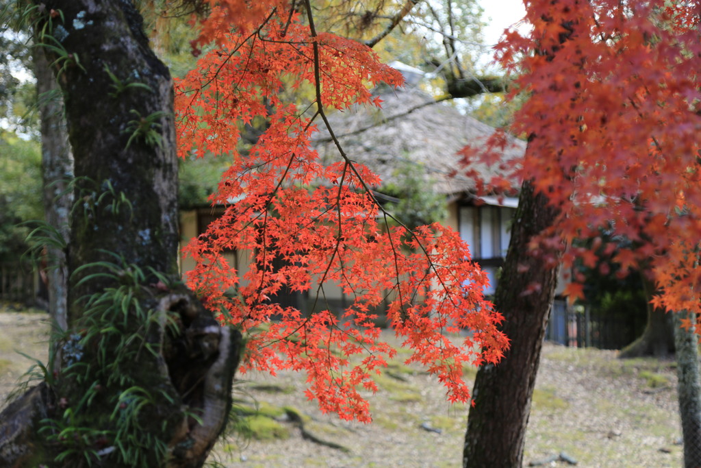 晩秋　奈良公園
