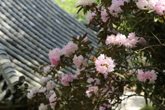 ５月の長谷寺　石楠花