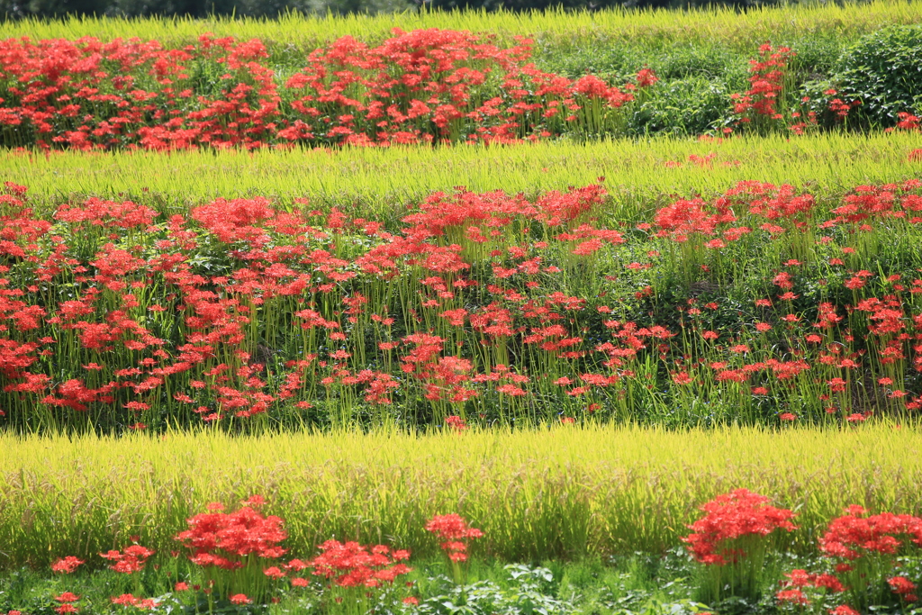 葛城・彼岸花