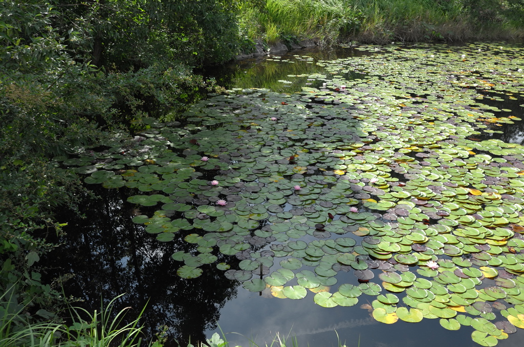 ちょっと秋、散歩