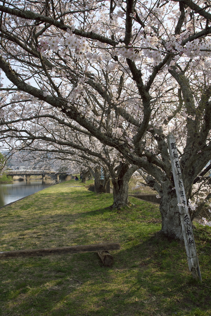 川堤にて