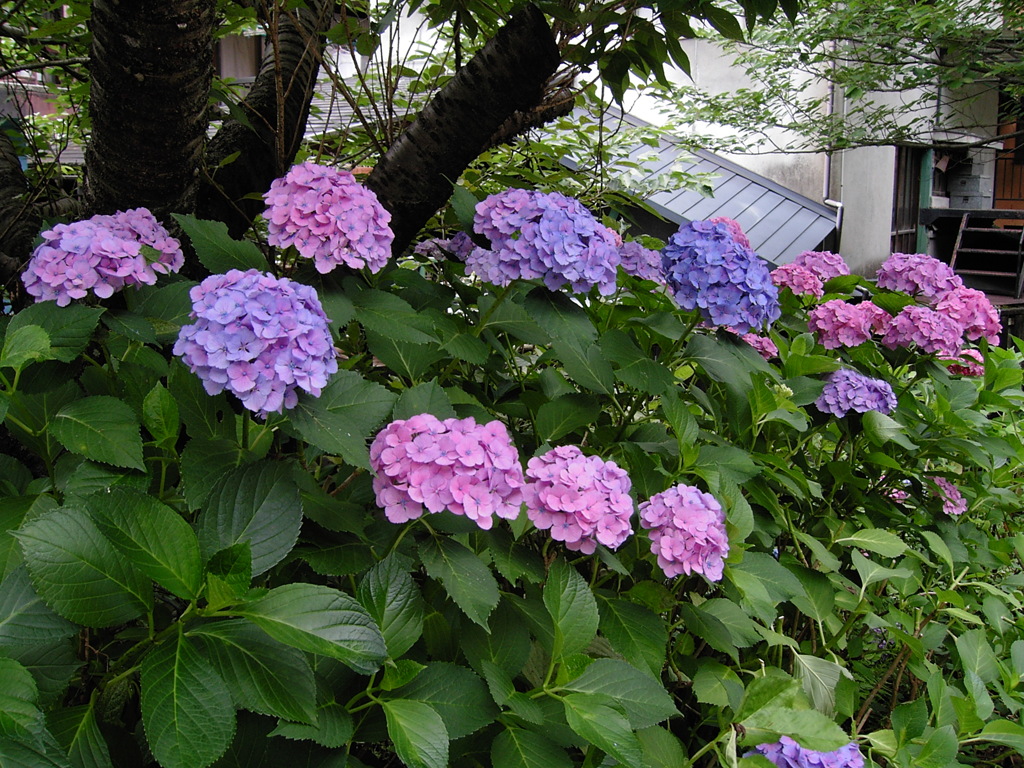 紫陽花が咲きました
