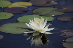 睡蓮の花