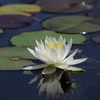 睡蓮の花