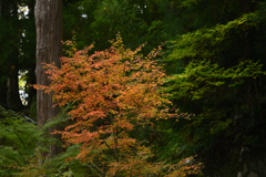 長谷寺　秋景色