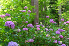 花の長谷寺