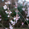 花時