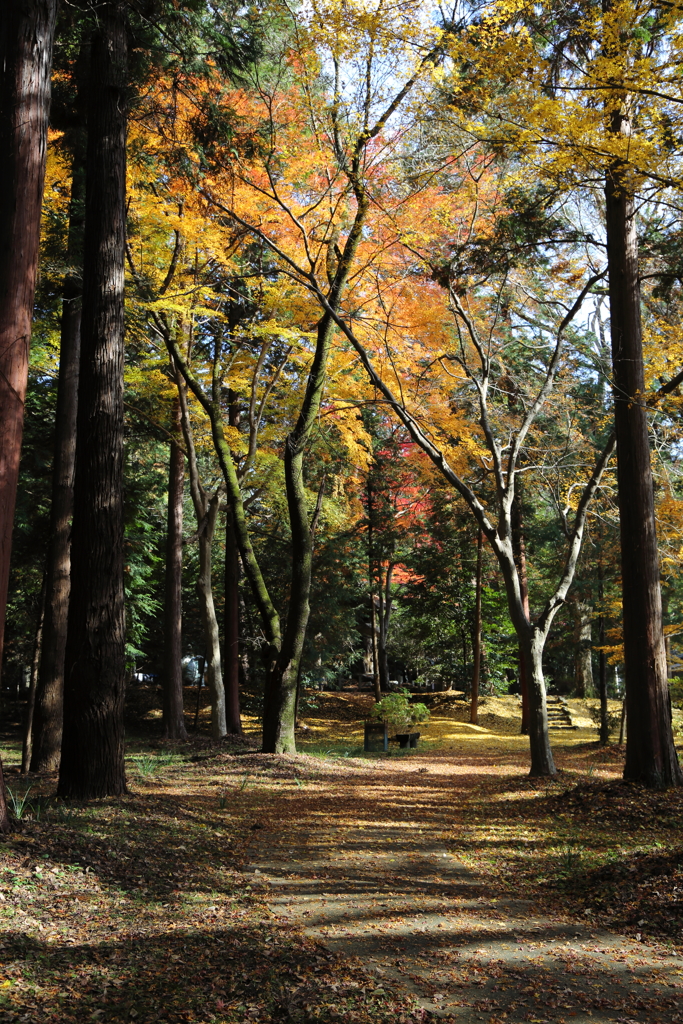 紅葉の積田神社 Part2