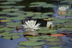 睡蓮の花