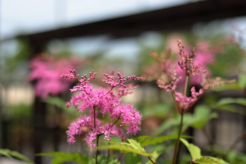 庭に咲く花