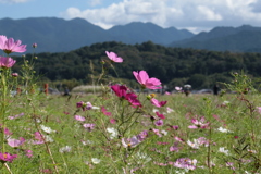 藤原宮跡のコスモス