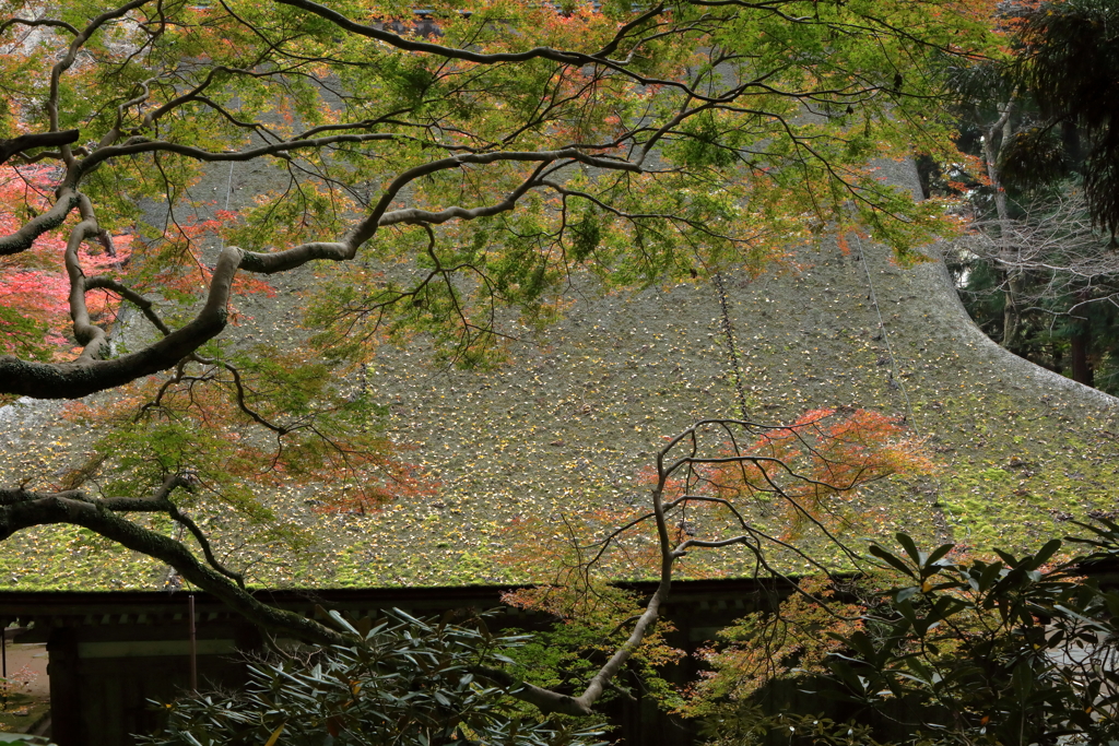 室生寺の秋