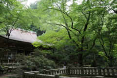 夏の室生寺　本堂