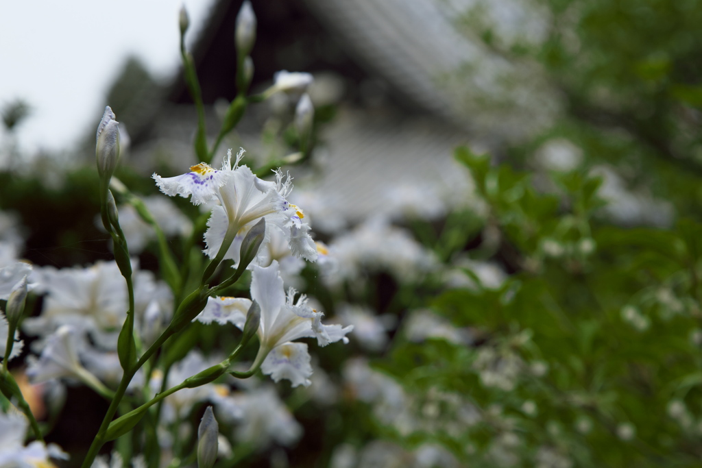 飛鳥・岡寺　シャガの花