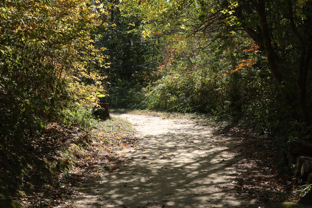 公園の秋　散歩道