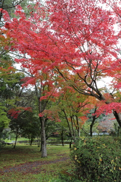 伊賀の紅葉