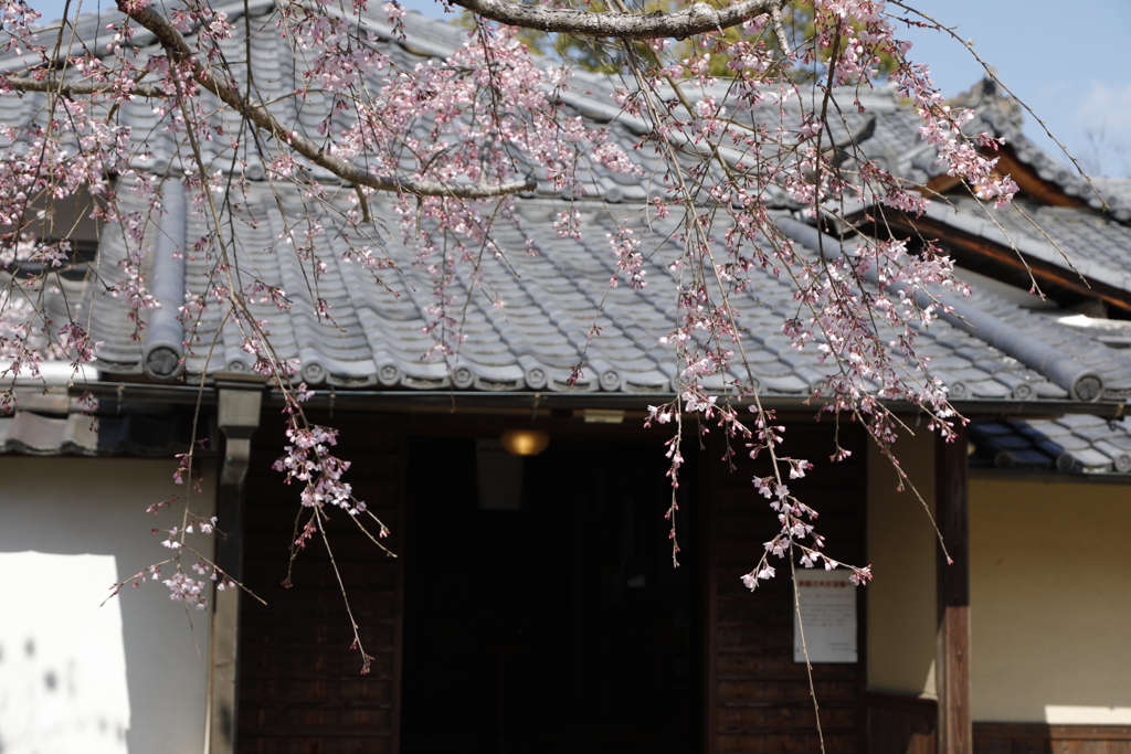 桜咲く頃