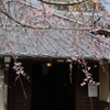 桜咲く頃