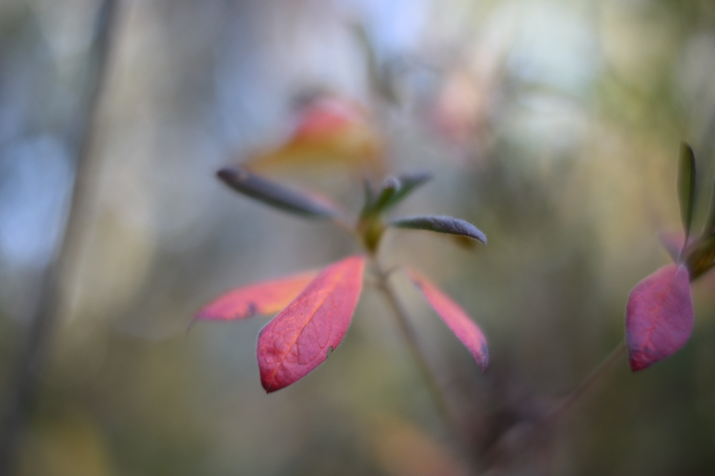 師走のブラ散歩