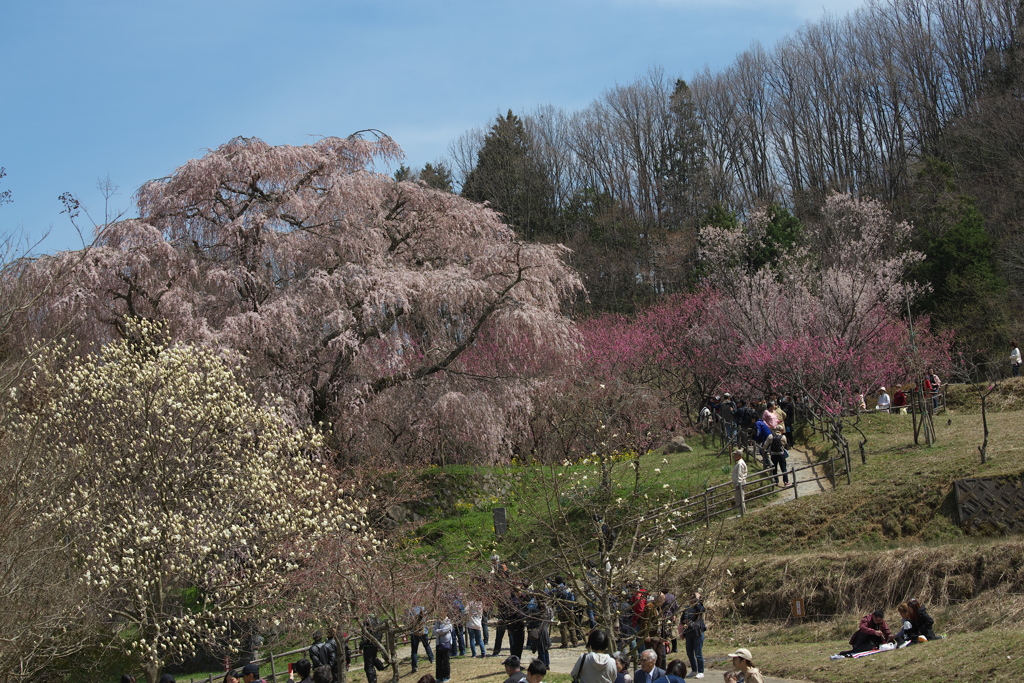 「又兵衛桜」