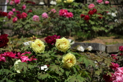 花の寺　長谷寺