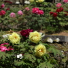 花の寺　長谷寺