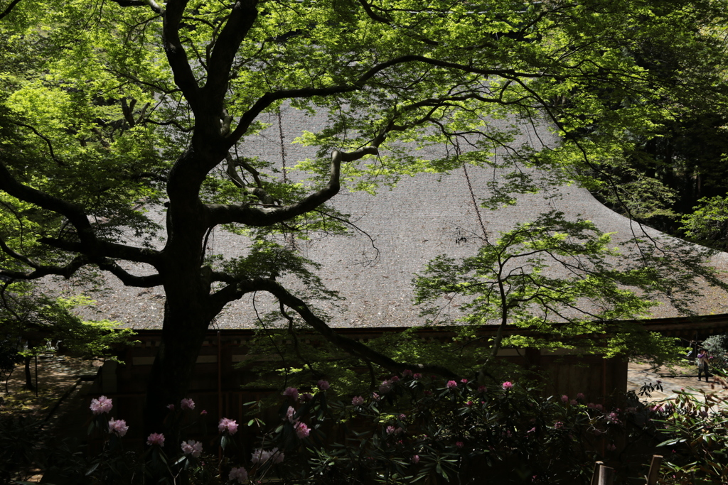 新緑の室生寺