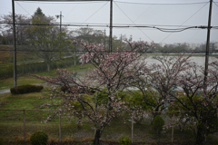 桜雨