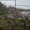 桜雨