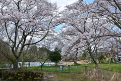金曜の桜