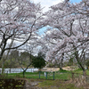 金曜の桜