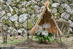 長谷寺の寒牡丹