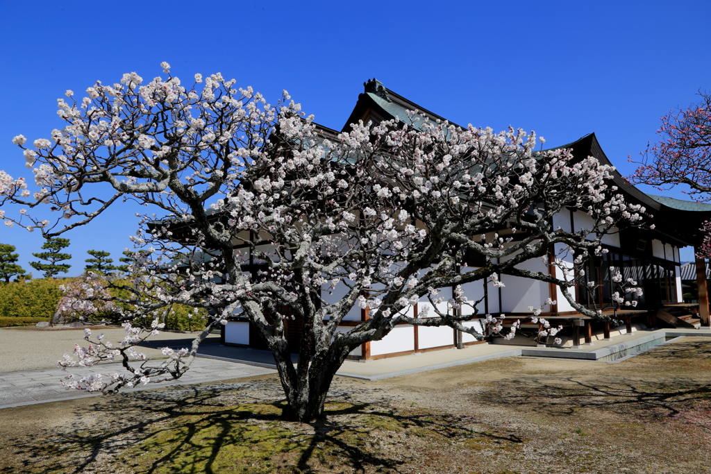 西の京へ梅見