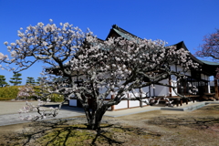 西の京へ梅見