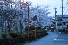 桜のある風景