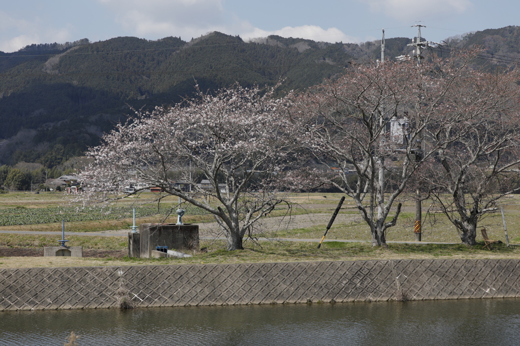 桜咲く頃