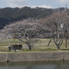 桜咲く頃