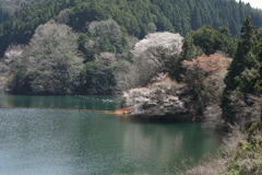 青蓮寺の桜