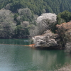 青蓮寺の桜