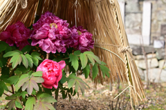 長谷寺の寒牡丹