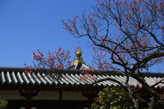 西の京へ梅見