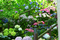 花の長谷寺