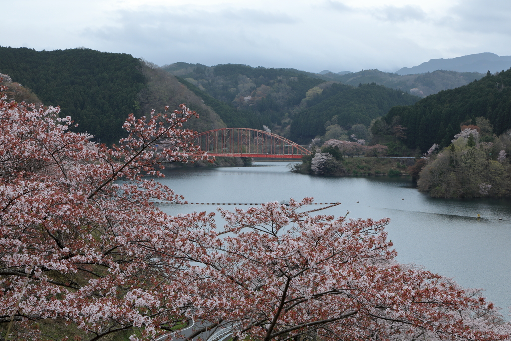 青蓮寺湖の桜