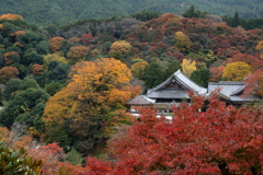 錦秋・長谷寺