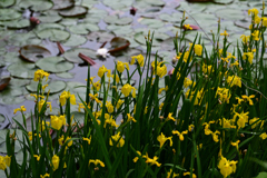 水辺の花