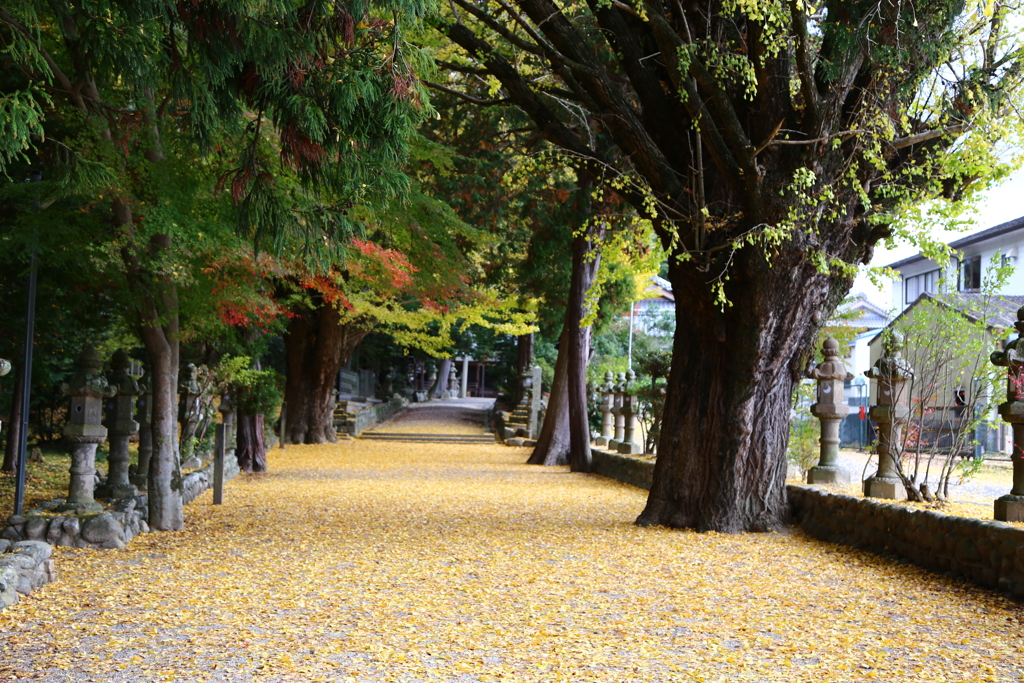 色づく参道