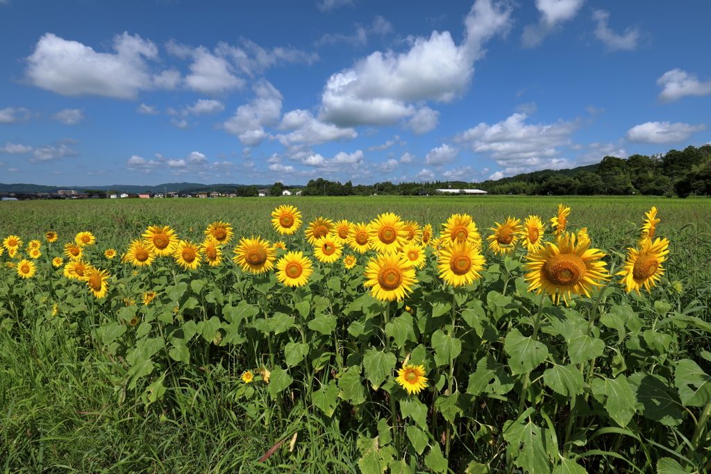 夏が来たー